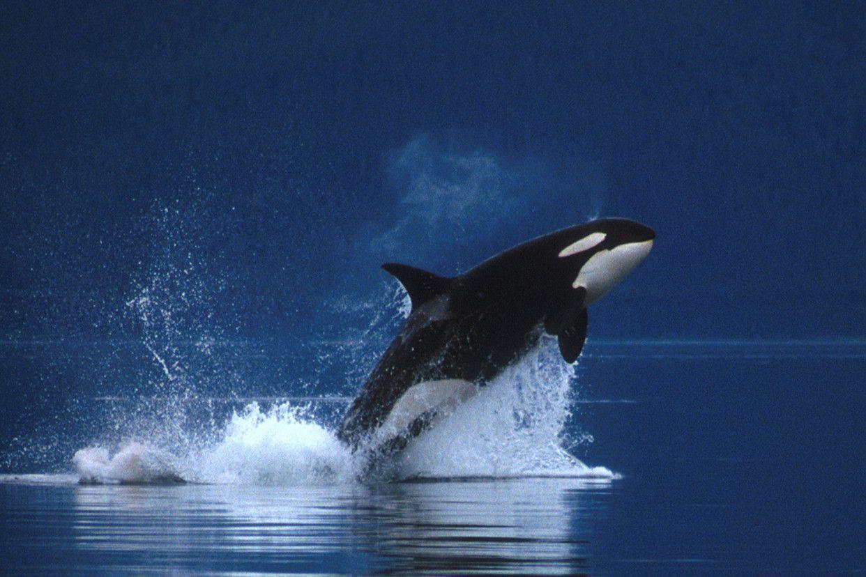 Killer Whales Wallpapers Wallpaper Cave