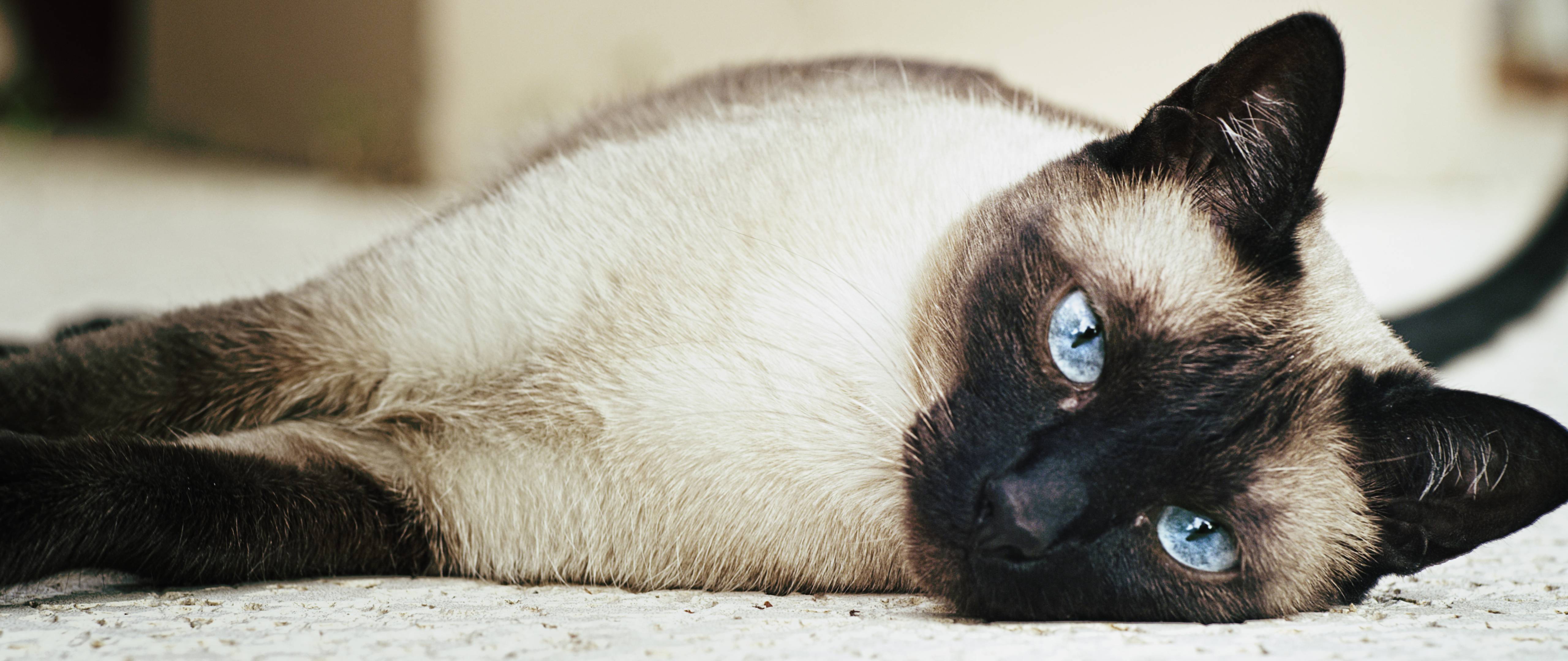 Siamese Cat Wallpapers Wallpaper Cave