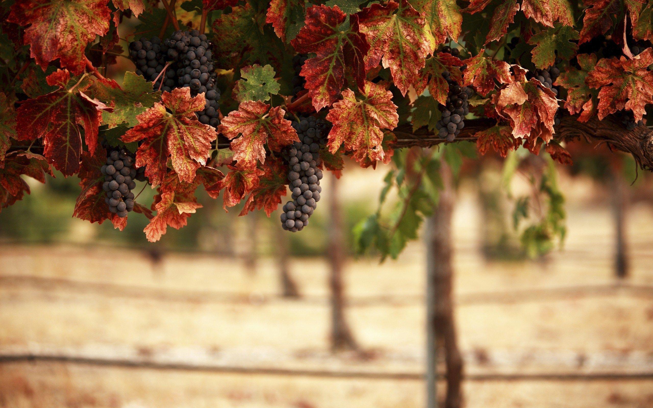 Vineyard Wallpapers Wallpaper Cave