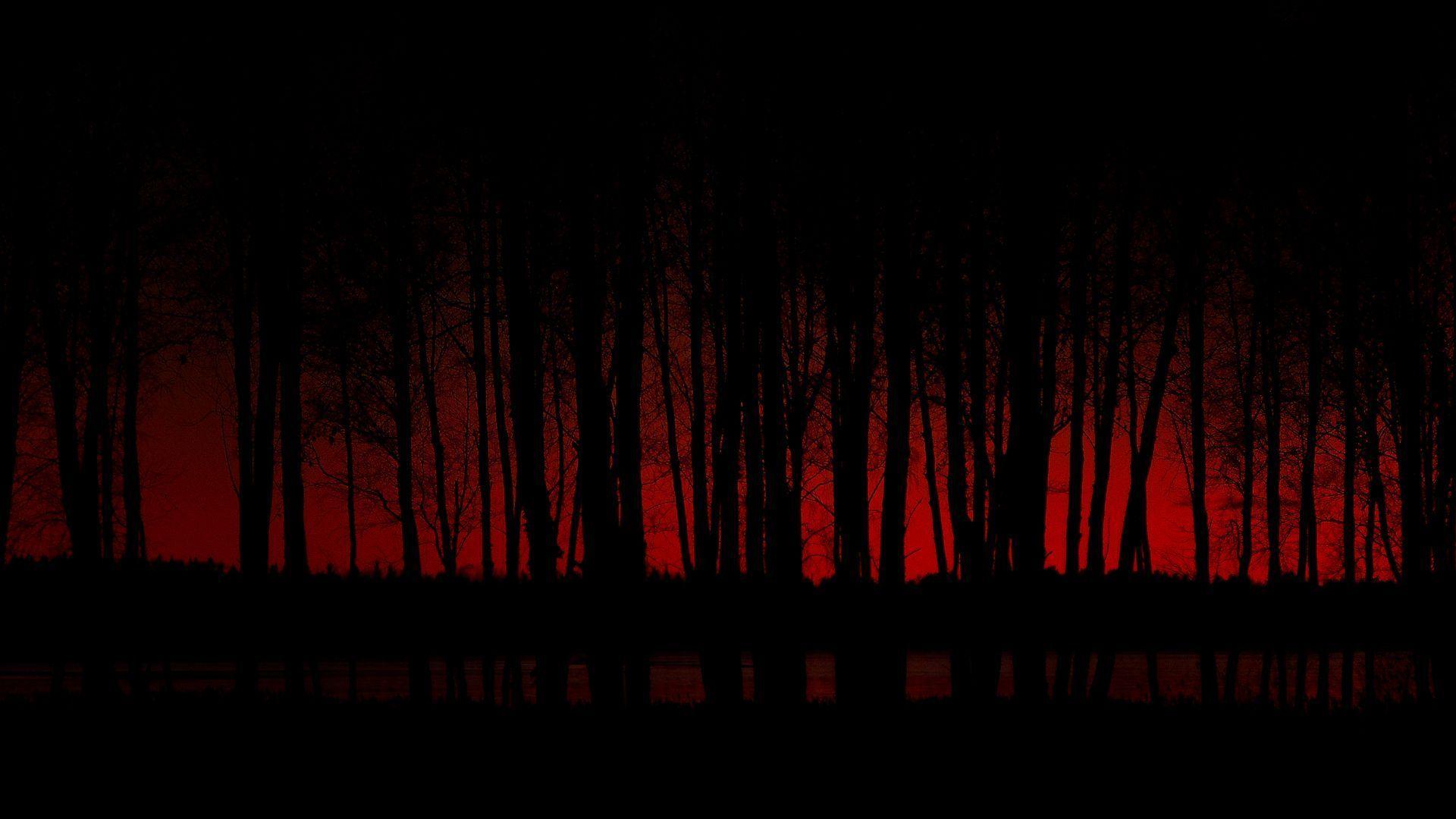 Dark Forest Wallpapers Wallpaper Cave