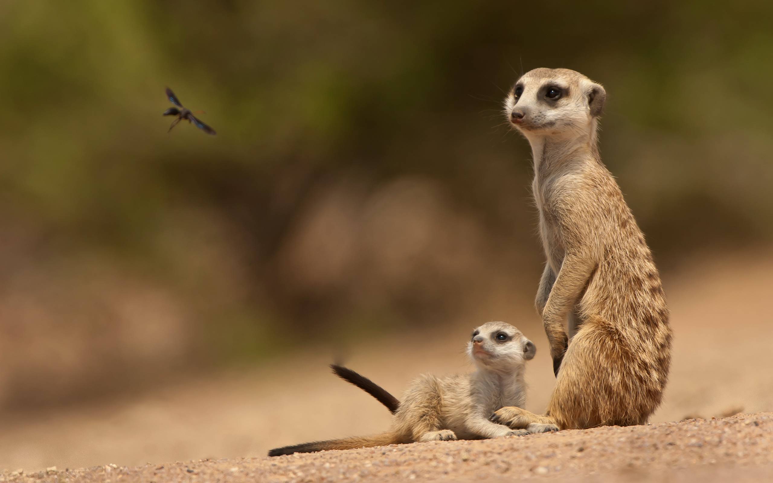 Meerkat Wallpapers Wallpaper Cave