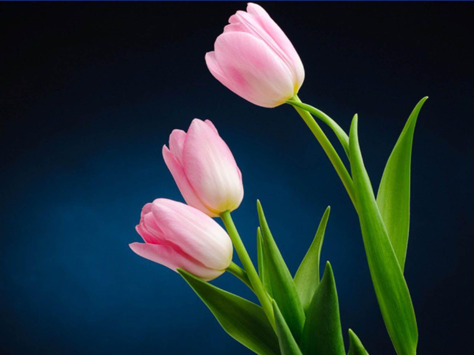 Tulip Flower Wallpapers Wallpaper Cave