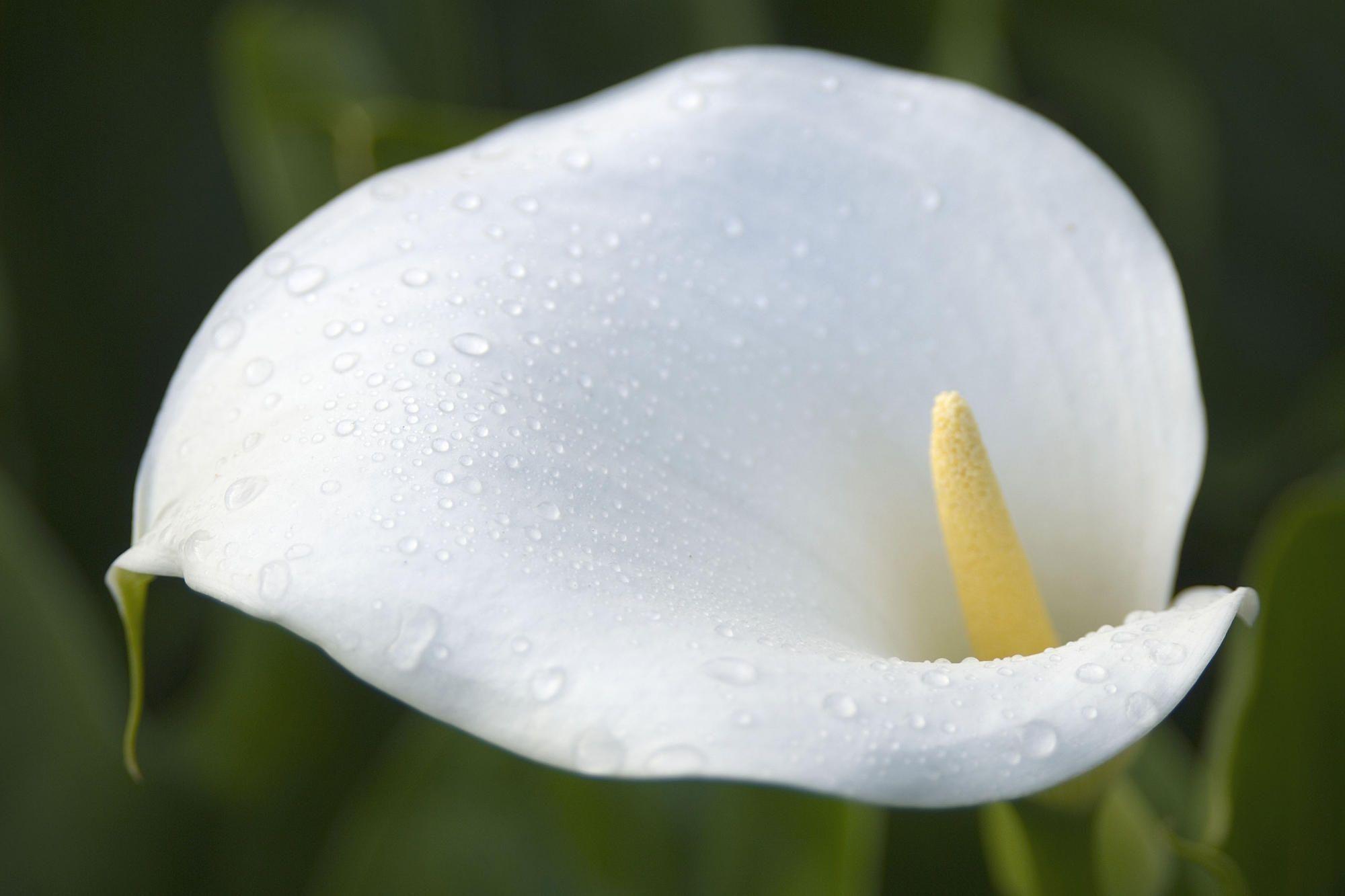 Calla Lily Wallpapers Wallpaper Cave