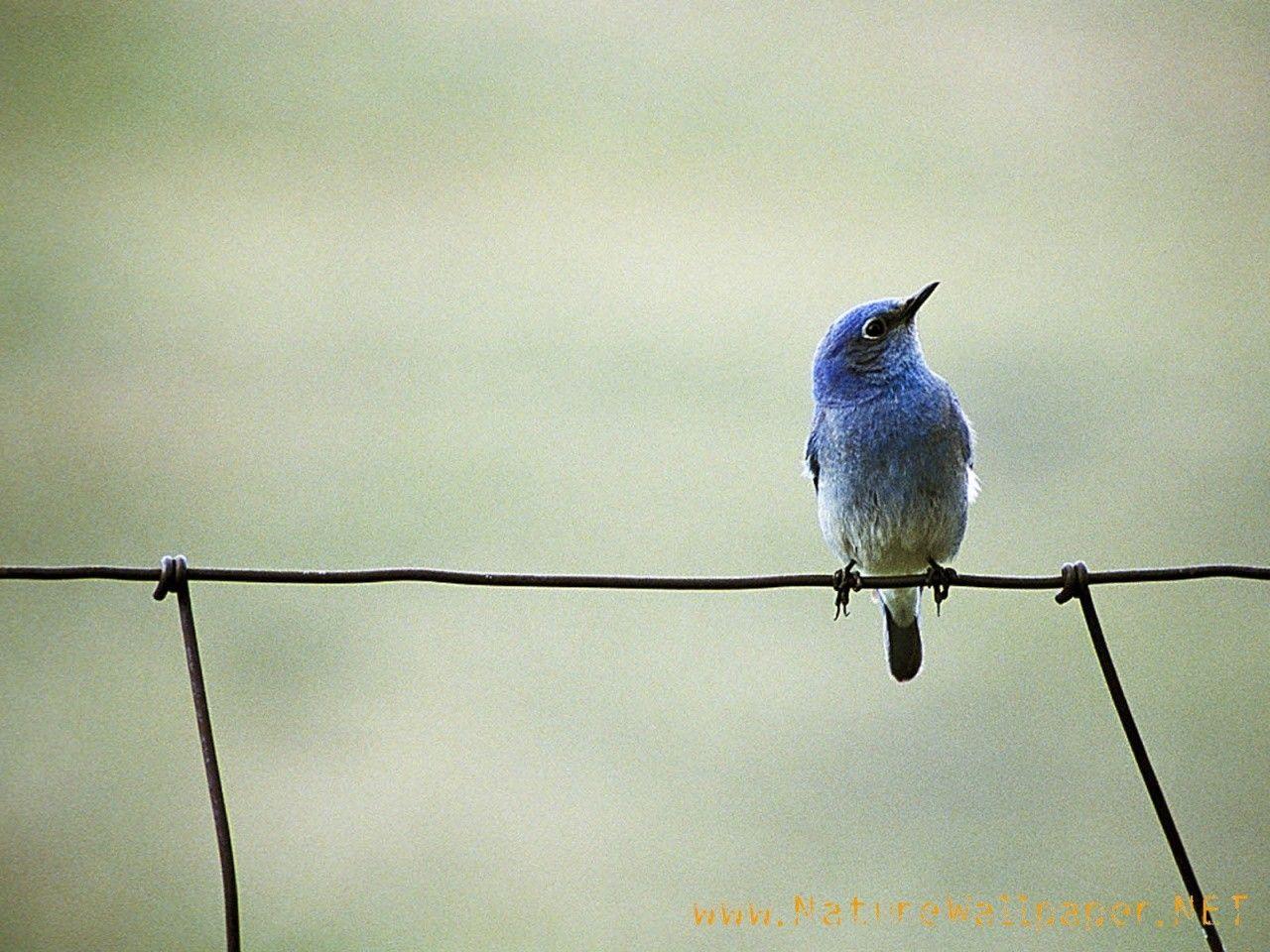 Blue Bird Wallpapers Wallpaper Cave