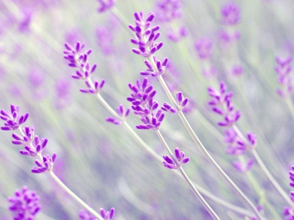 Lavender Flower Wallpapers Wallpaper Cave