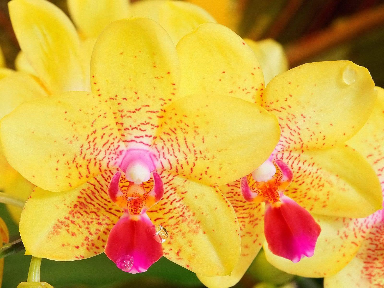 Exotic Flower Wallpapers Wallpaper Cave