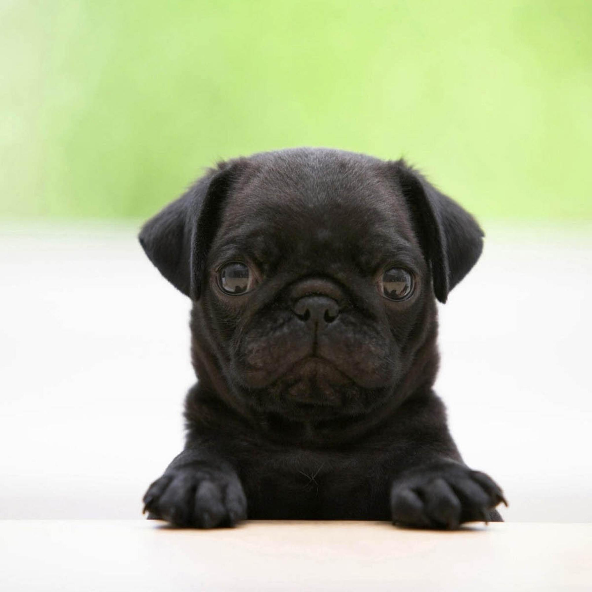 Pug Puppies Wallpapers Wallpaper Cave