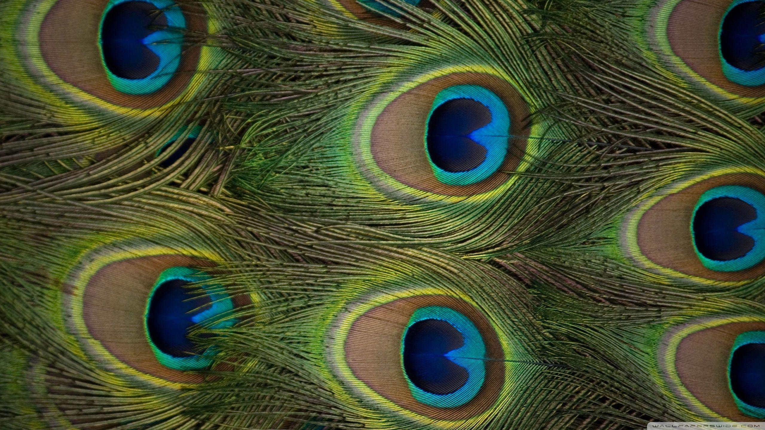 Wallpapers Of Peacock Feathers HD 2016 Wallpaper Cave
