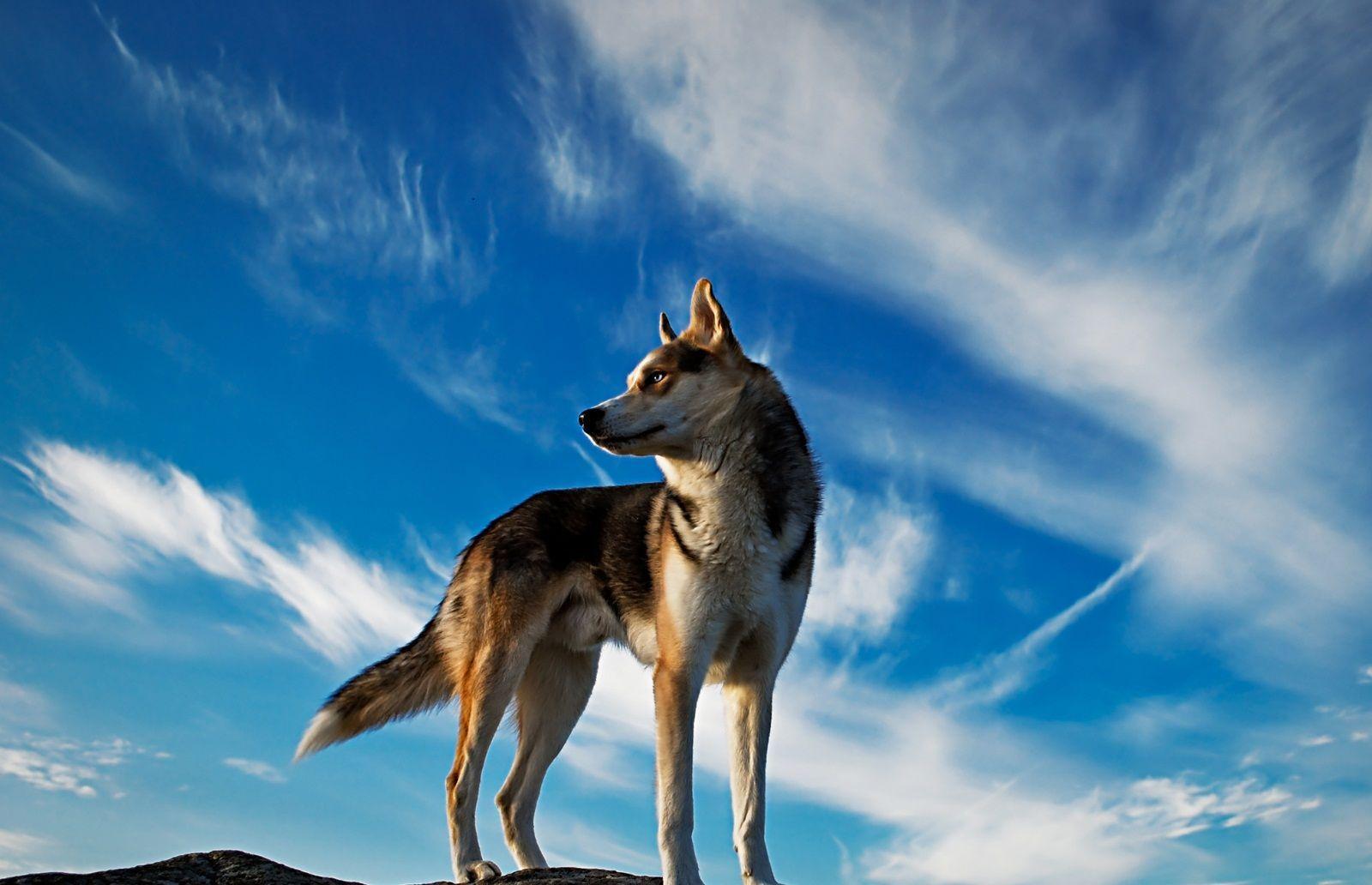 National Geographic Wallpapers 2016 Wallpaper Cave