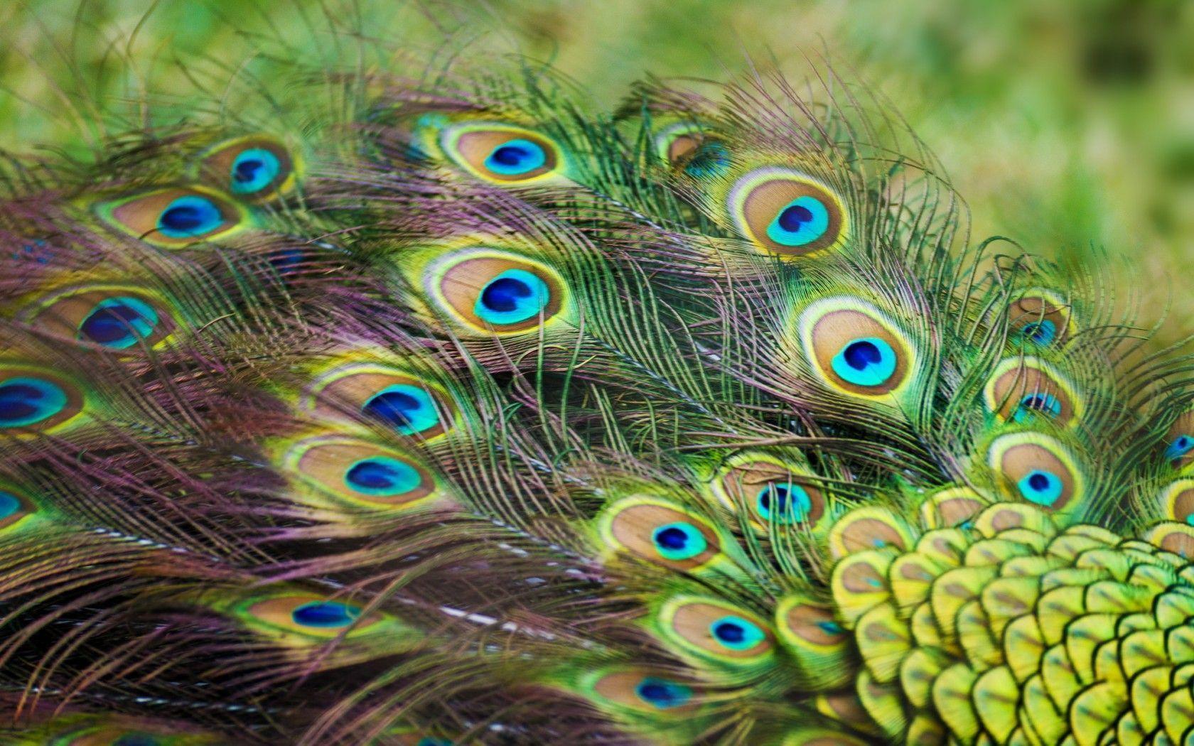 Wallpapers Of Peacock Feathers HD 2016 Wallpaper Cave