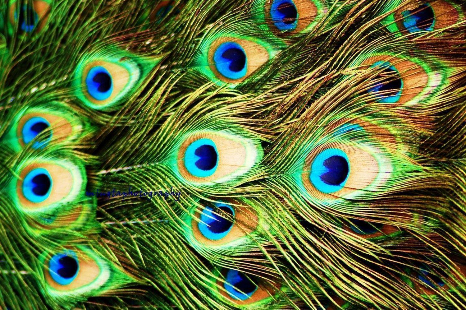 Wallpapers Of Peacock Feathers HD 2016 Wallpaper Cave