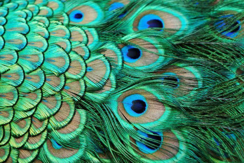 Wallpapers Of Peacock Feathers HD 2016 Wallpaper Cave