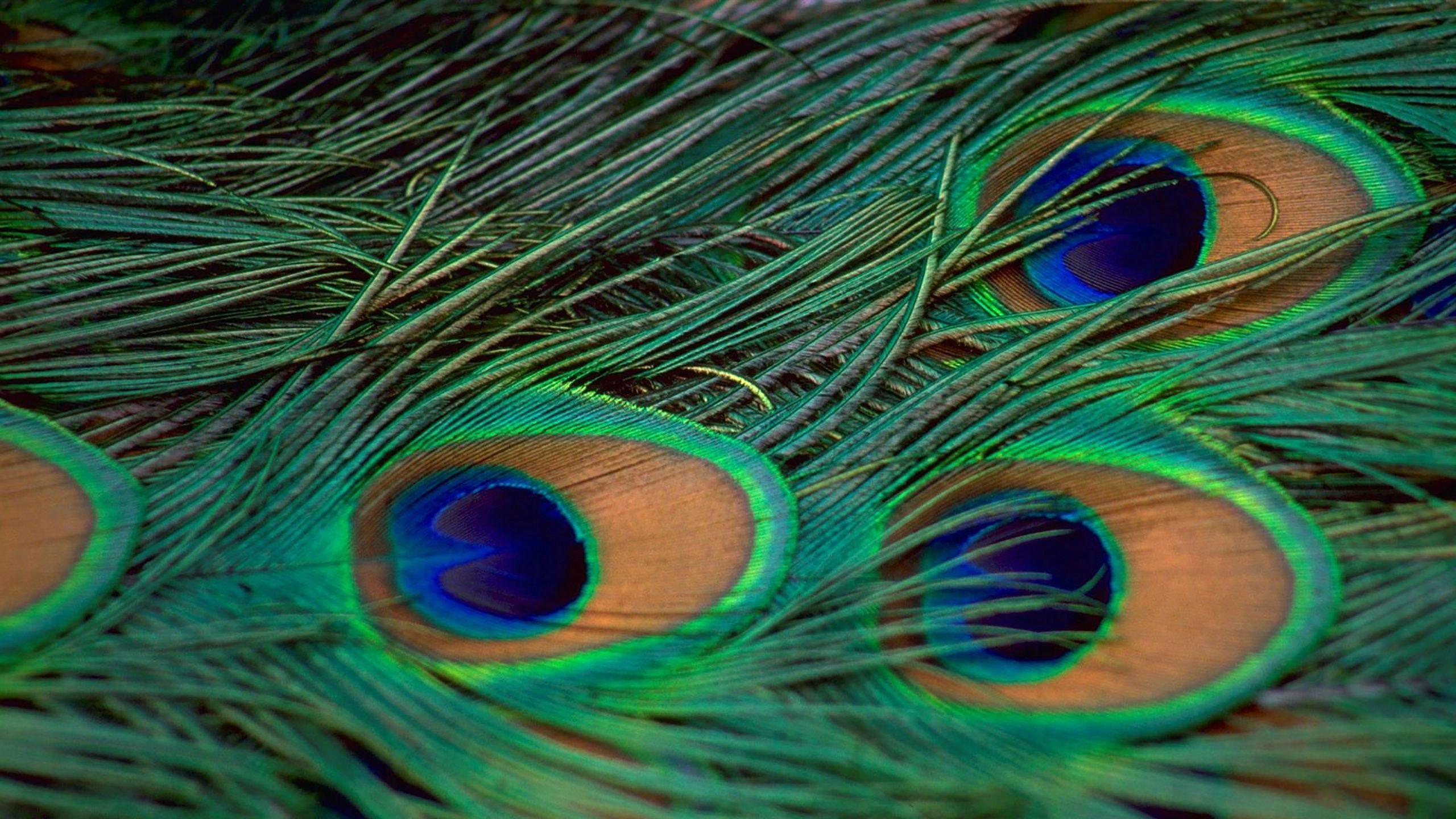 Wallpapers Of Peacock Feathers HD 2016 Wallpaper Cave