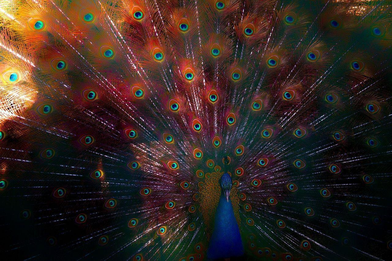 Wallpapers Of Peacock Feathers HD 2016 Wallpaper Cave