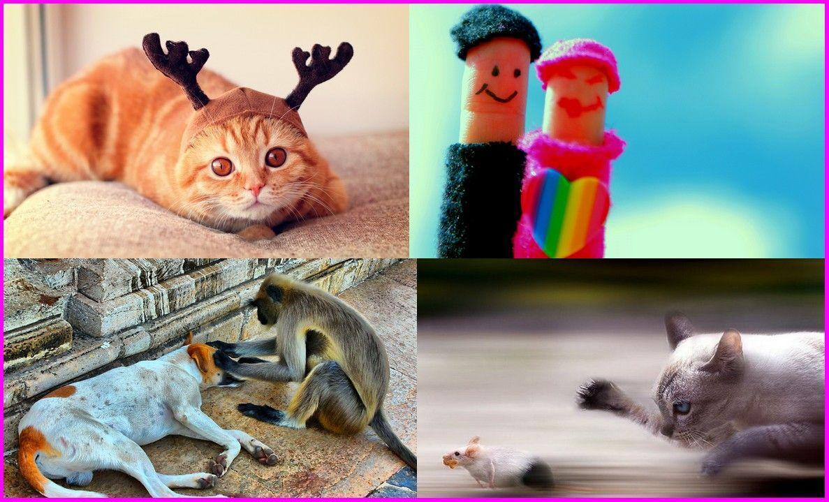 Funny Wallpapers For Facebook 2016 Wallpaper Cave
