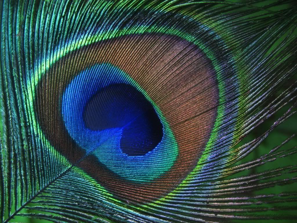 Wallpapers Of Peacock Feathers HD 2017 Wallpaper Cave