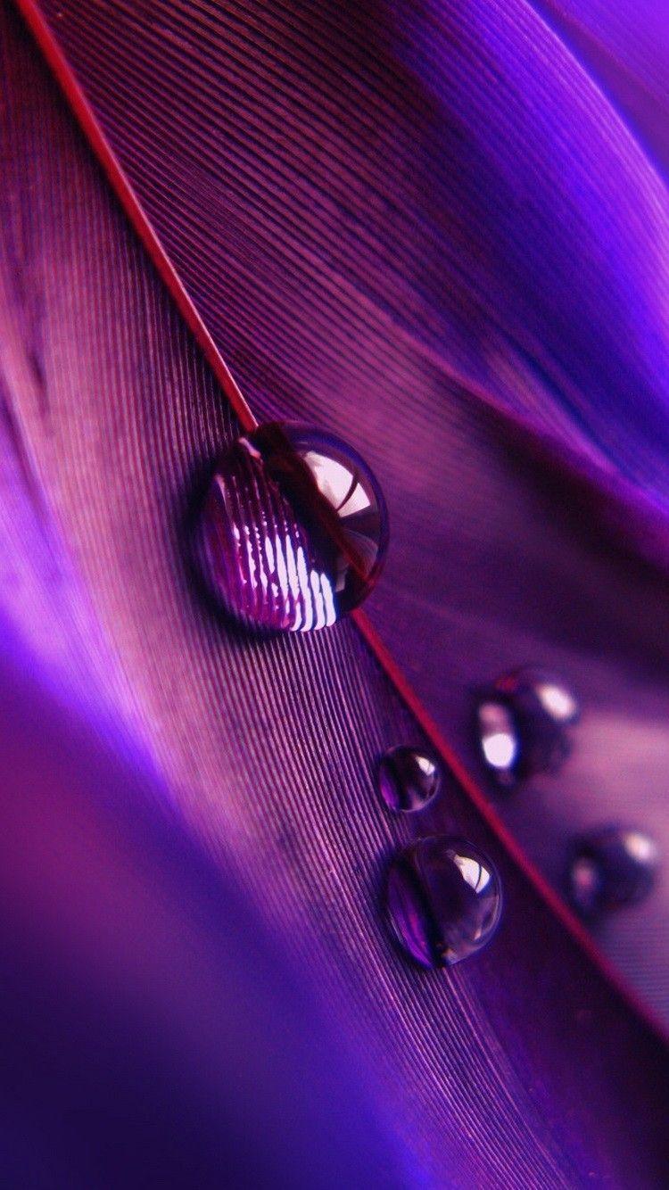 Wallpapers Of Peacock Feathers HD 2017 Wallpaper Cave