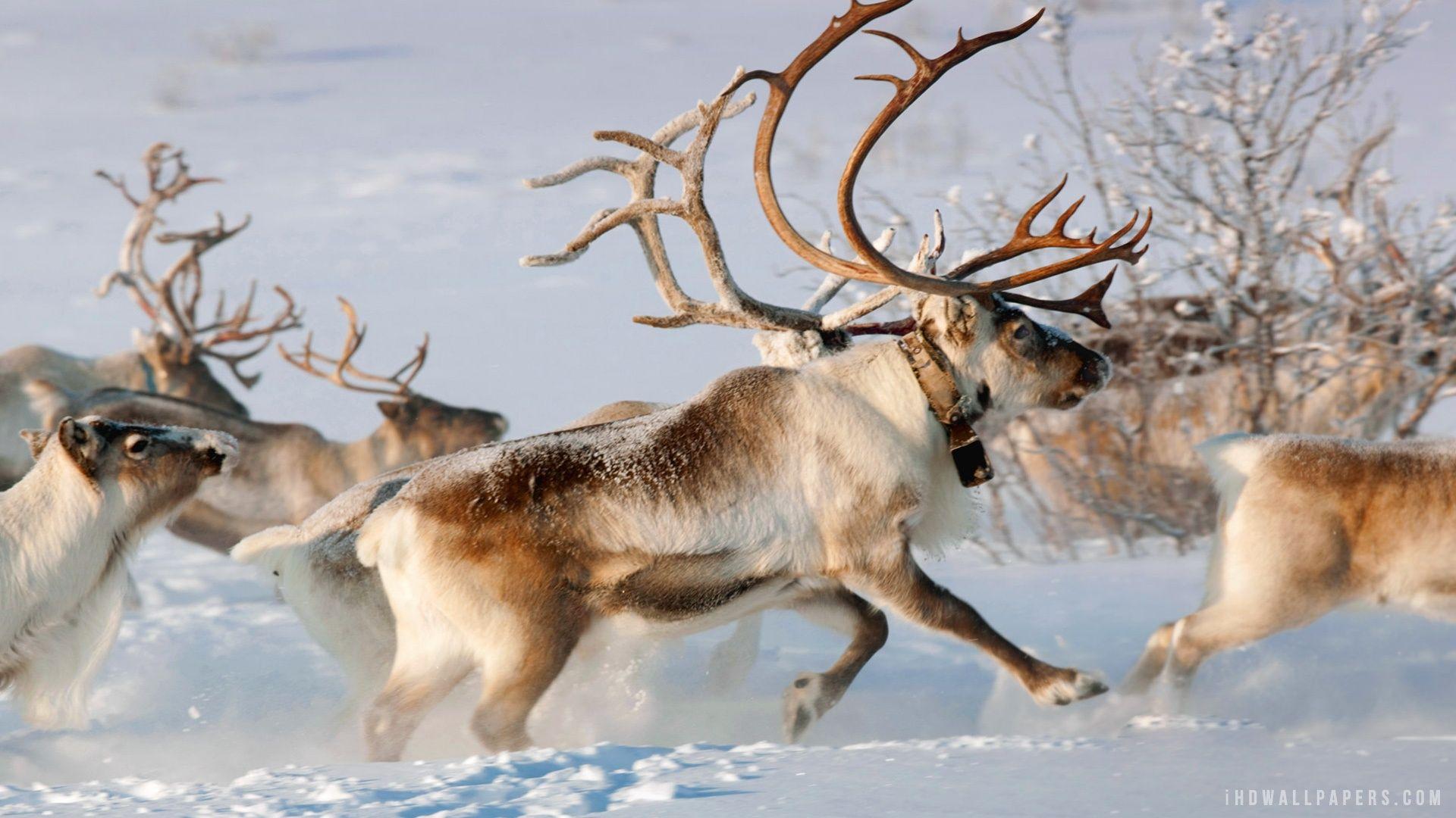 Reindeers Wallpapers Wallpaper Cave
