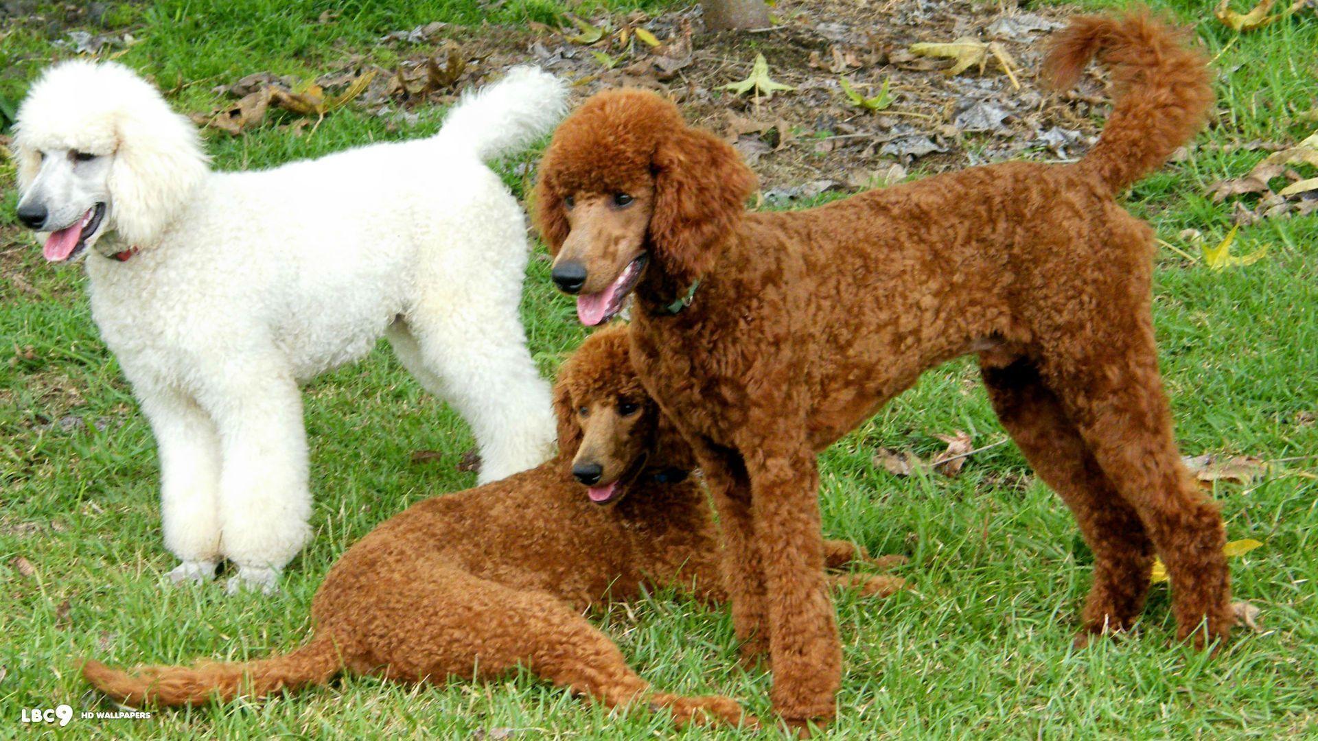 Poodle Wallpapers Wallpaper Cave