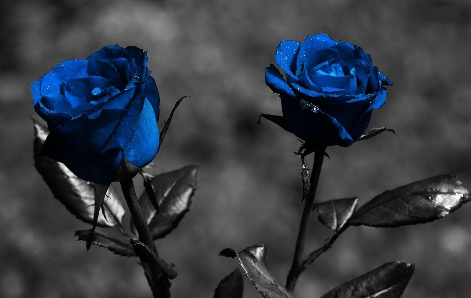 Wallpapers Black Rose Wallpaper Cave