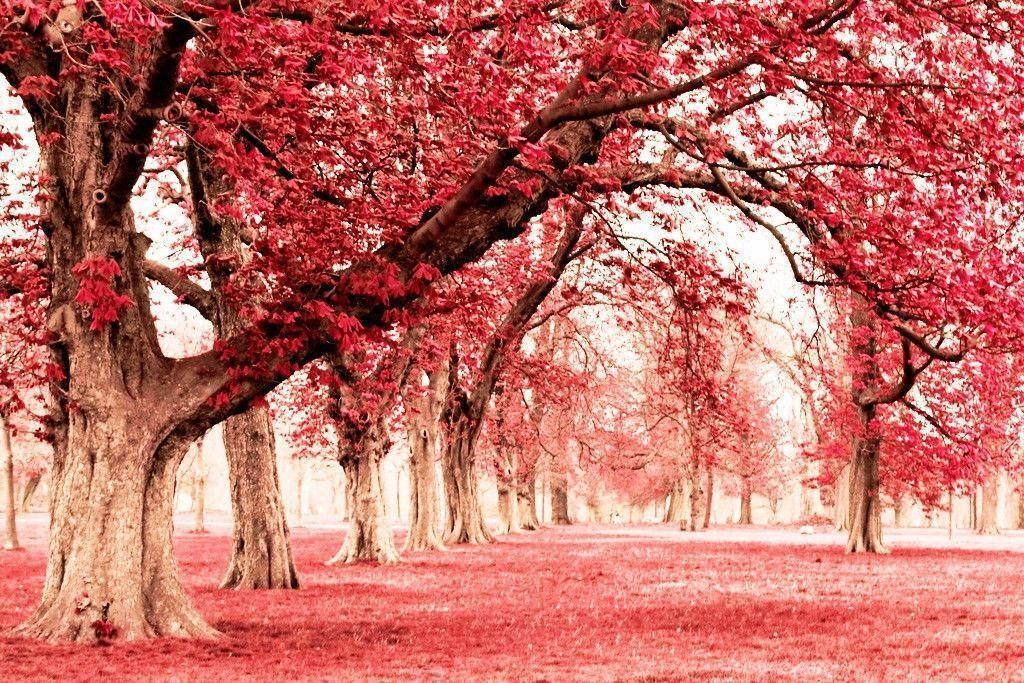 Pink Trees Wallpapers Wallpaper Cave