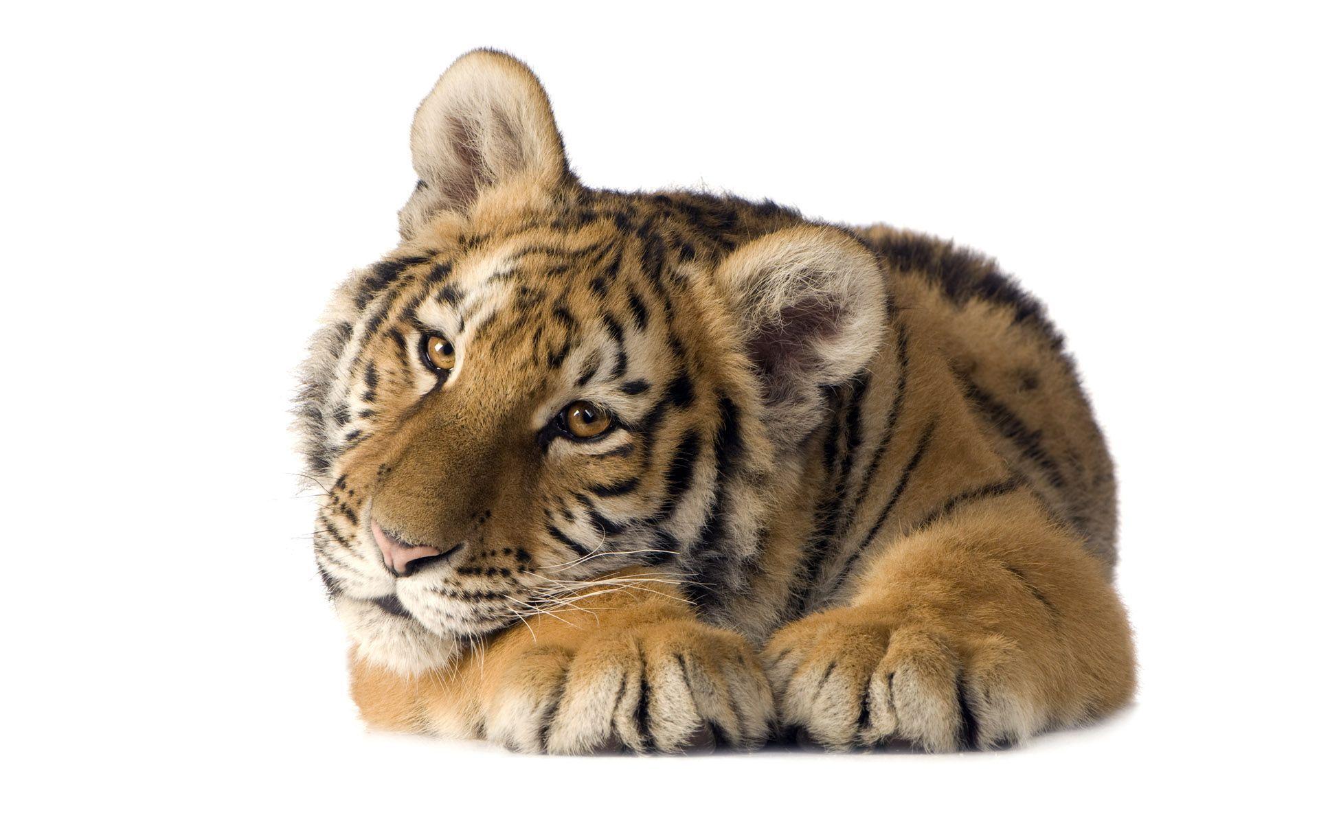 Tiger White Backgrounds Wallpaper Cave