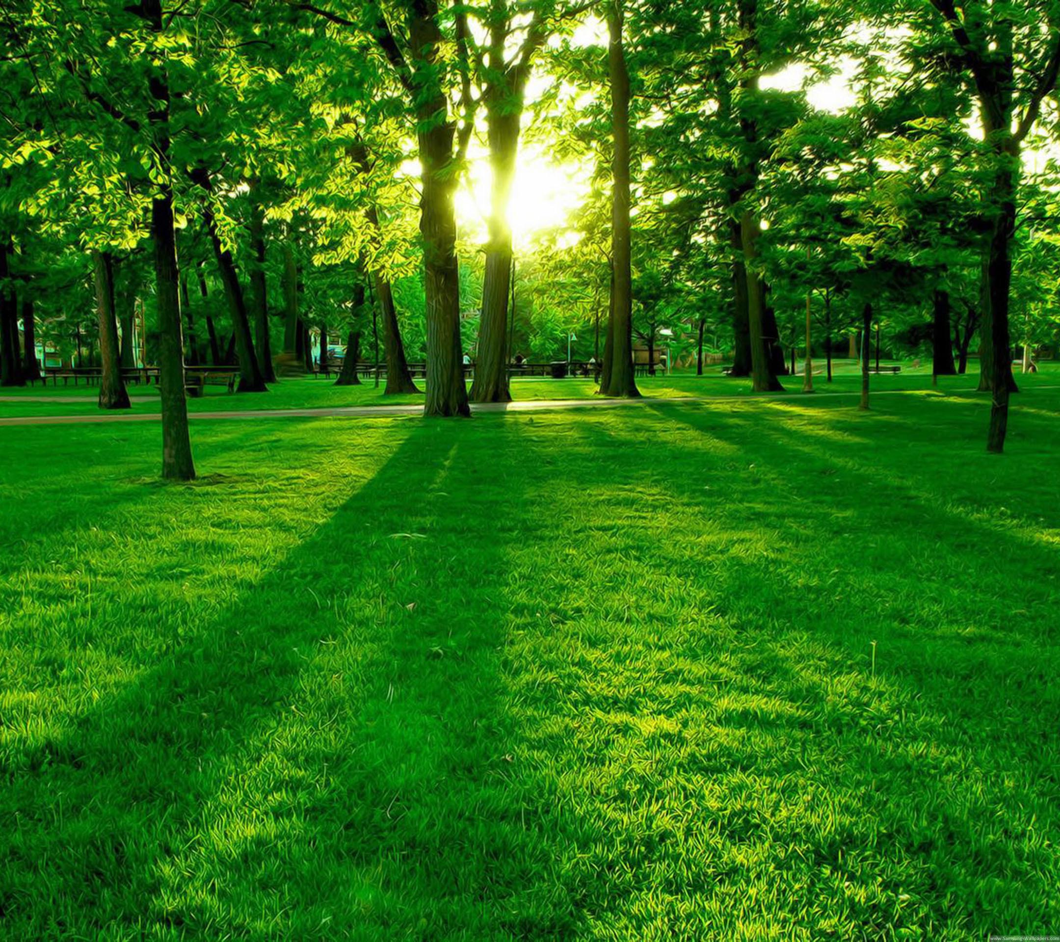 Green Wood Wallpapers Wallpaper Cave