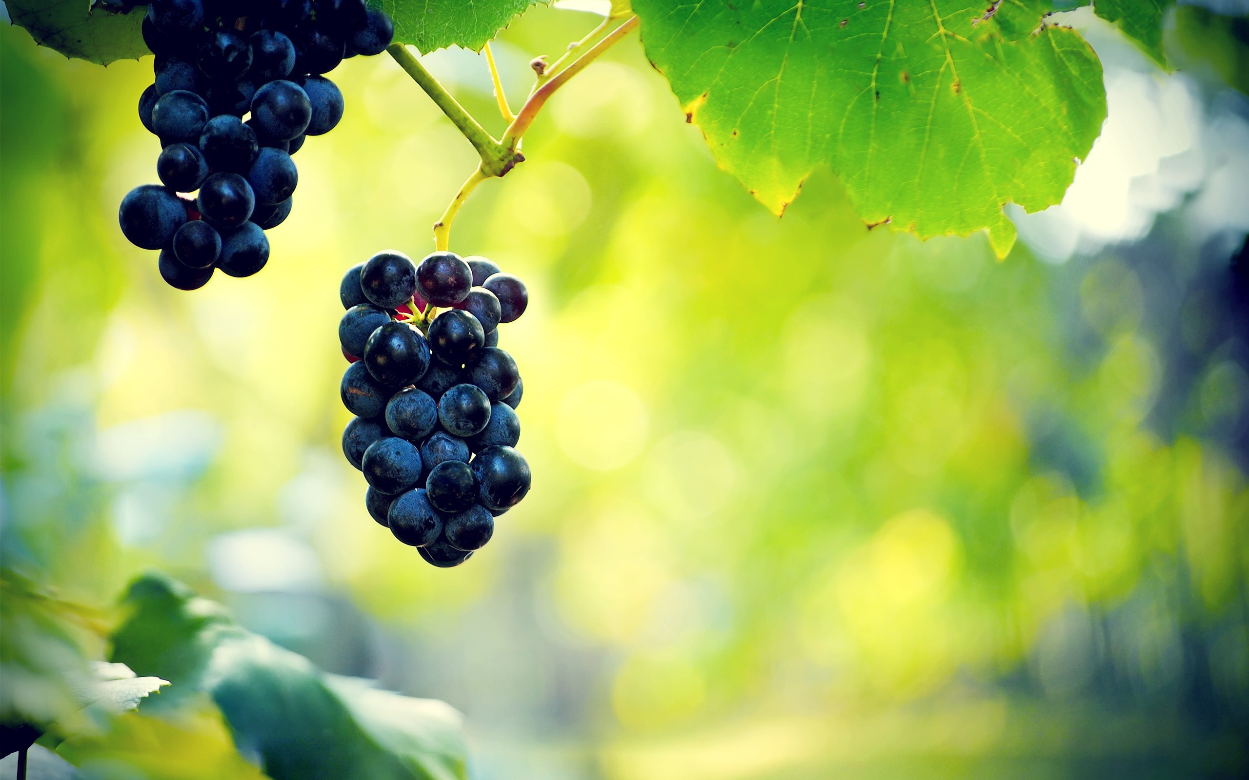 Grapes Garden Wallpaper