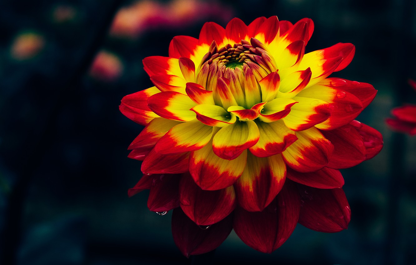 Dark Red Yellow Flowers Petals Wallpapers Wallpaper Cave