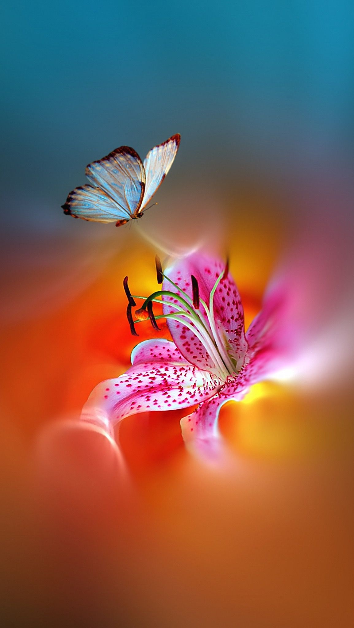 Butterflies Nature Wallpapers Wallpaper Cave