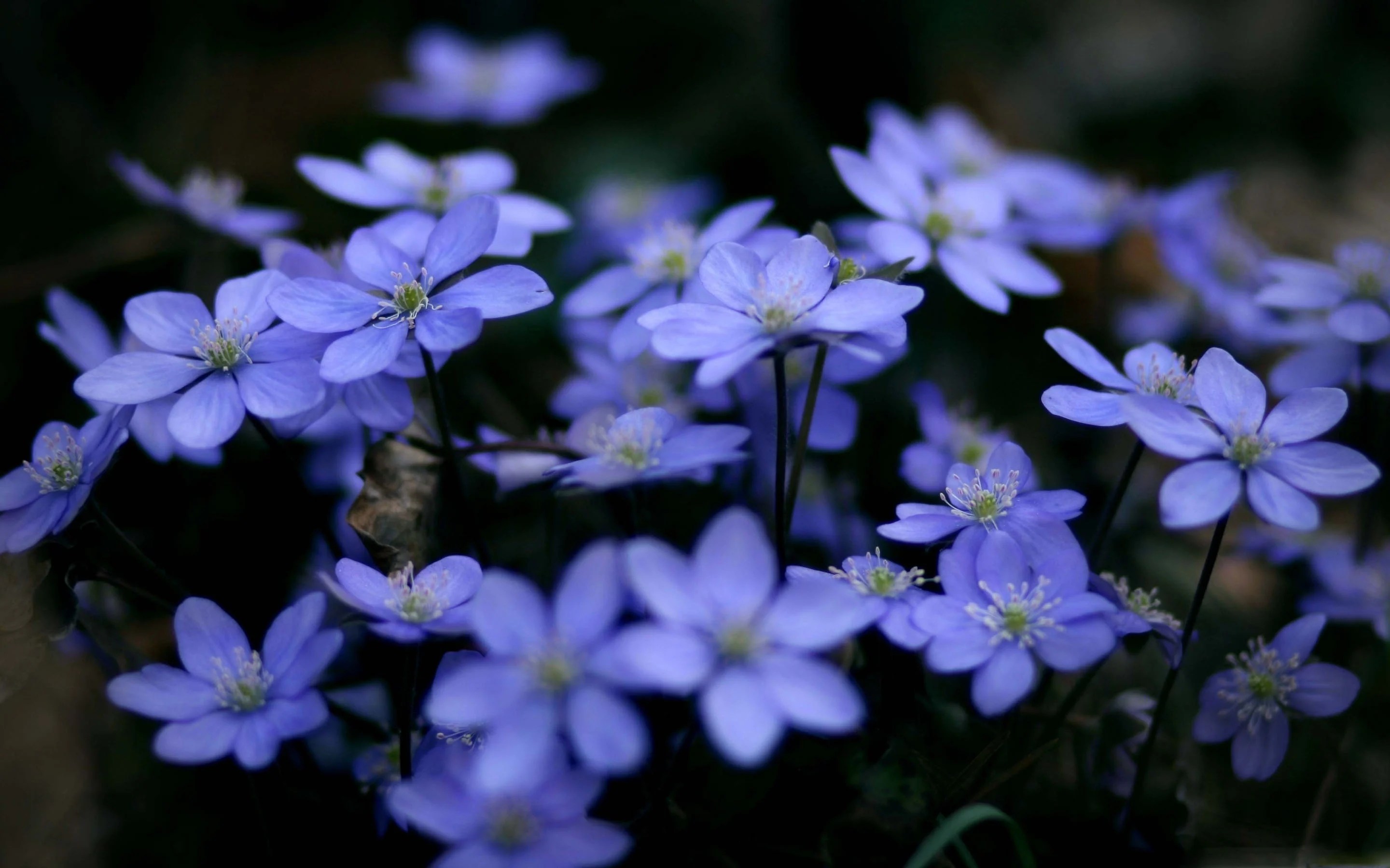Small Flowers Wallpapers Wallpaper Cave