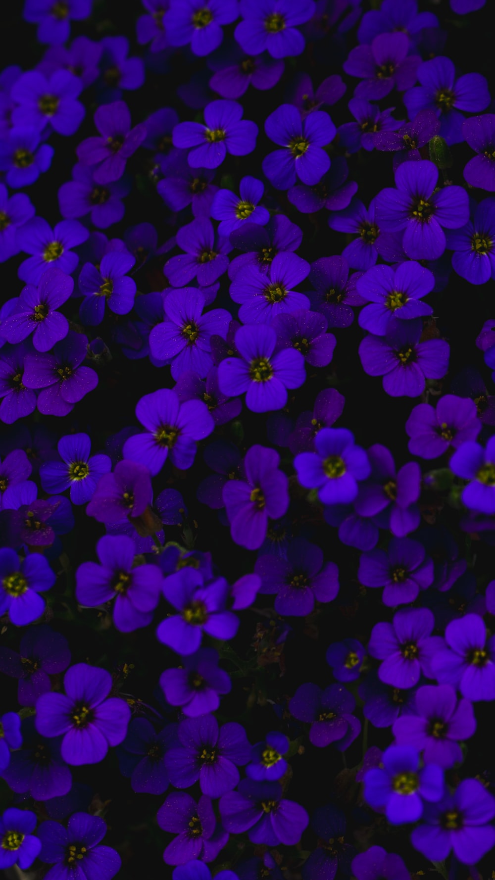 Purple Green Flower Wallpapers Wallpaper Cave