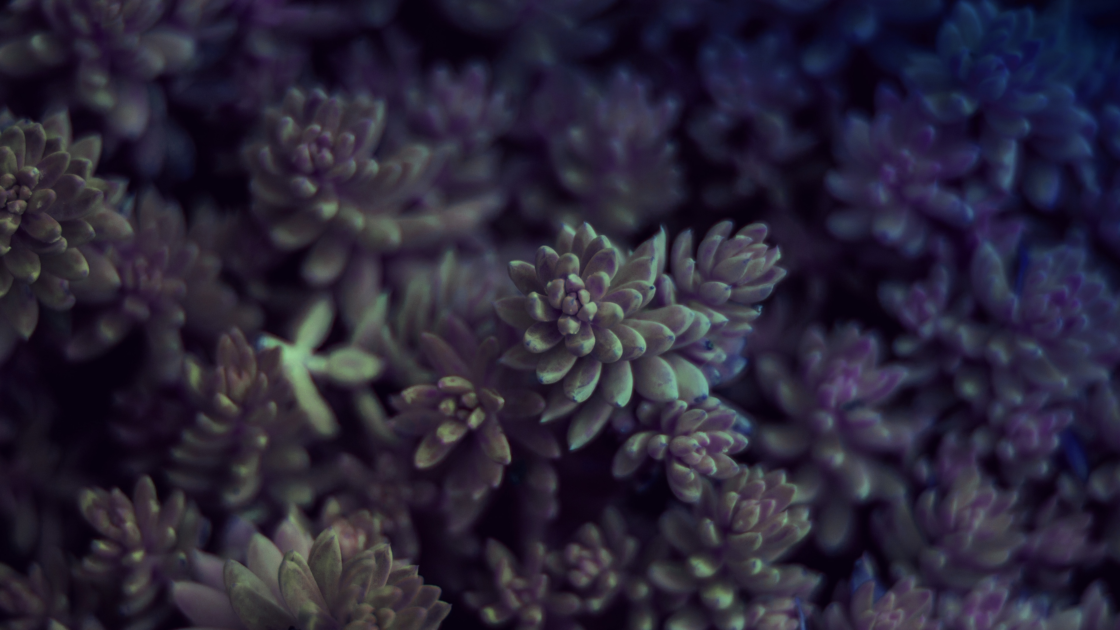 Purple Green Flower Wallpapers Wallpaper Cave