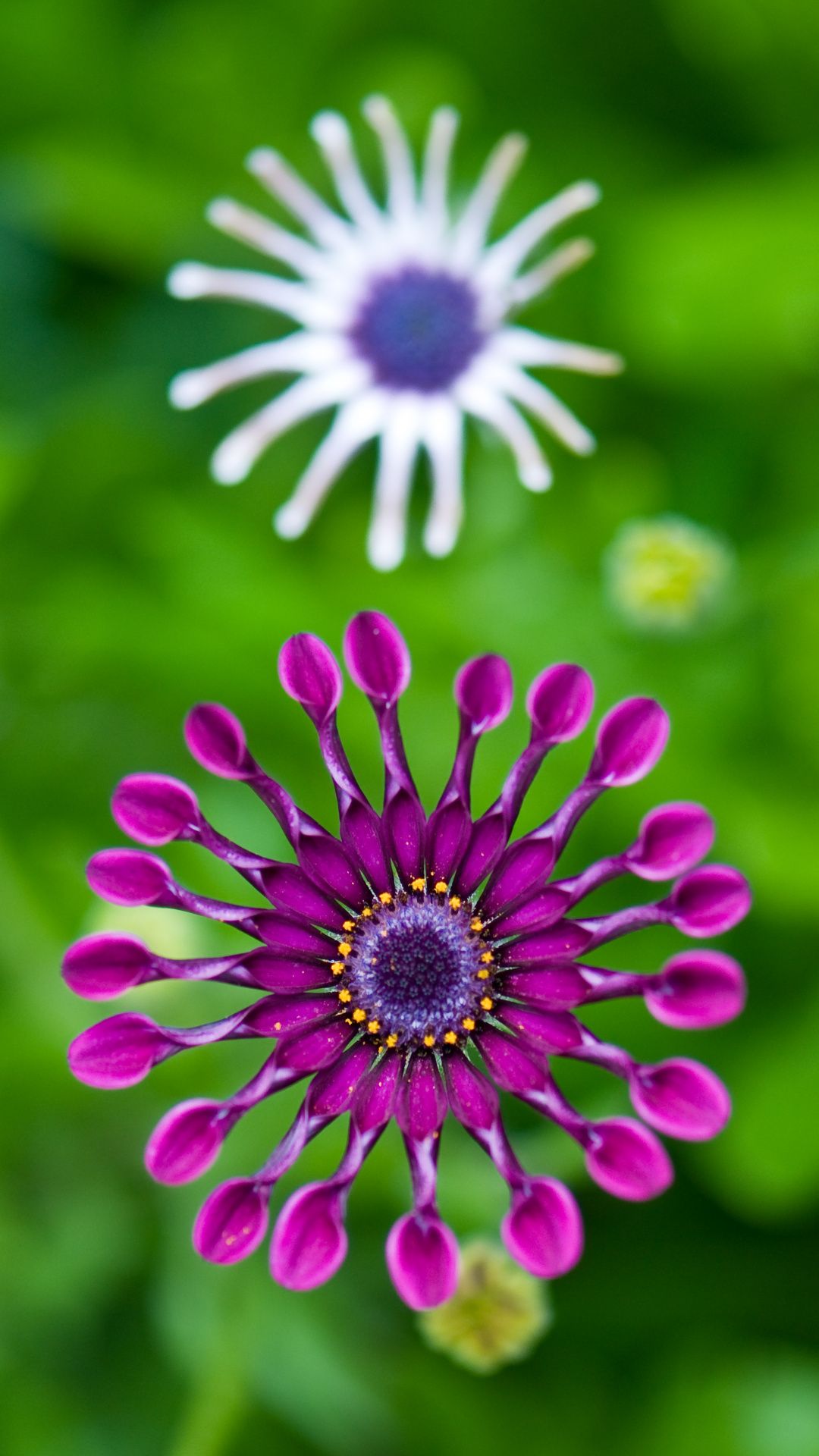 Purple Green Flower Wallpapers Wallpaper Cave