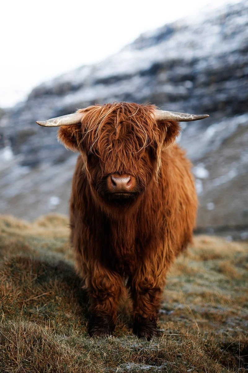 Highland Cattle Wallpapers Wallpaper Cave