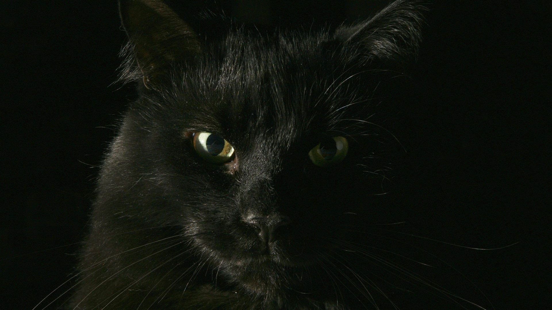Creepy Cats Wallpapers Wallpaper Cave