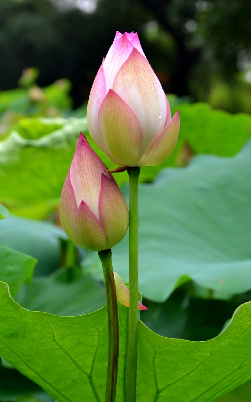 Lotus HD Mobile Wallpapers Wallpaper Cave