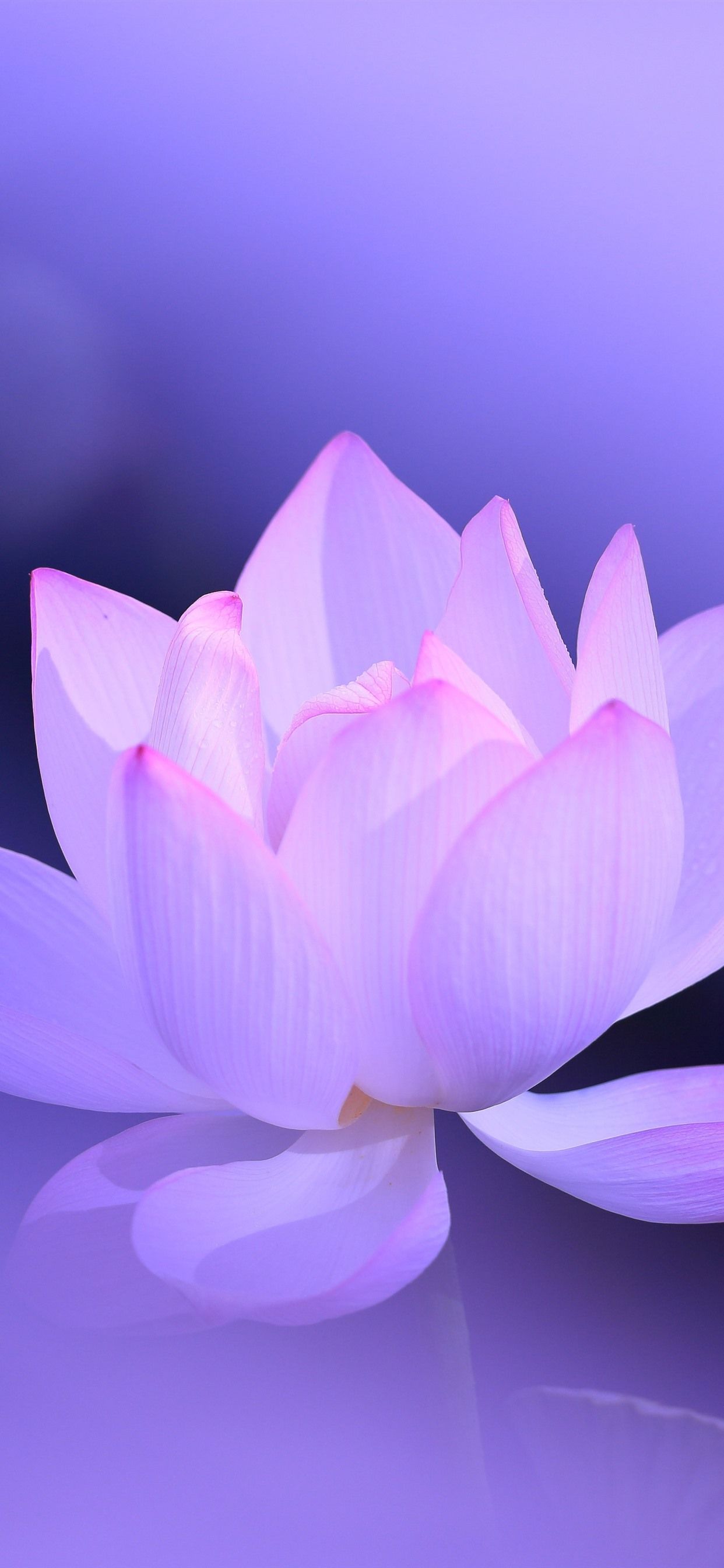 Lotus HD Mobile Wallpapers Wallpaper Cave