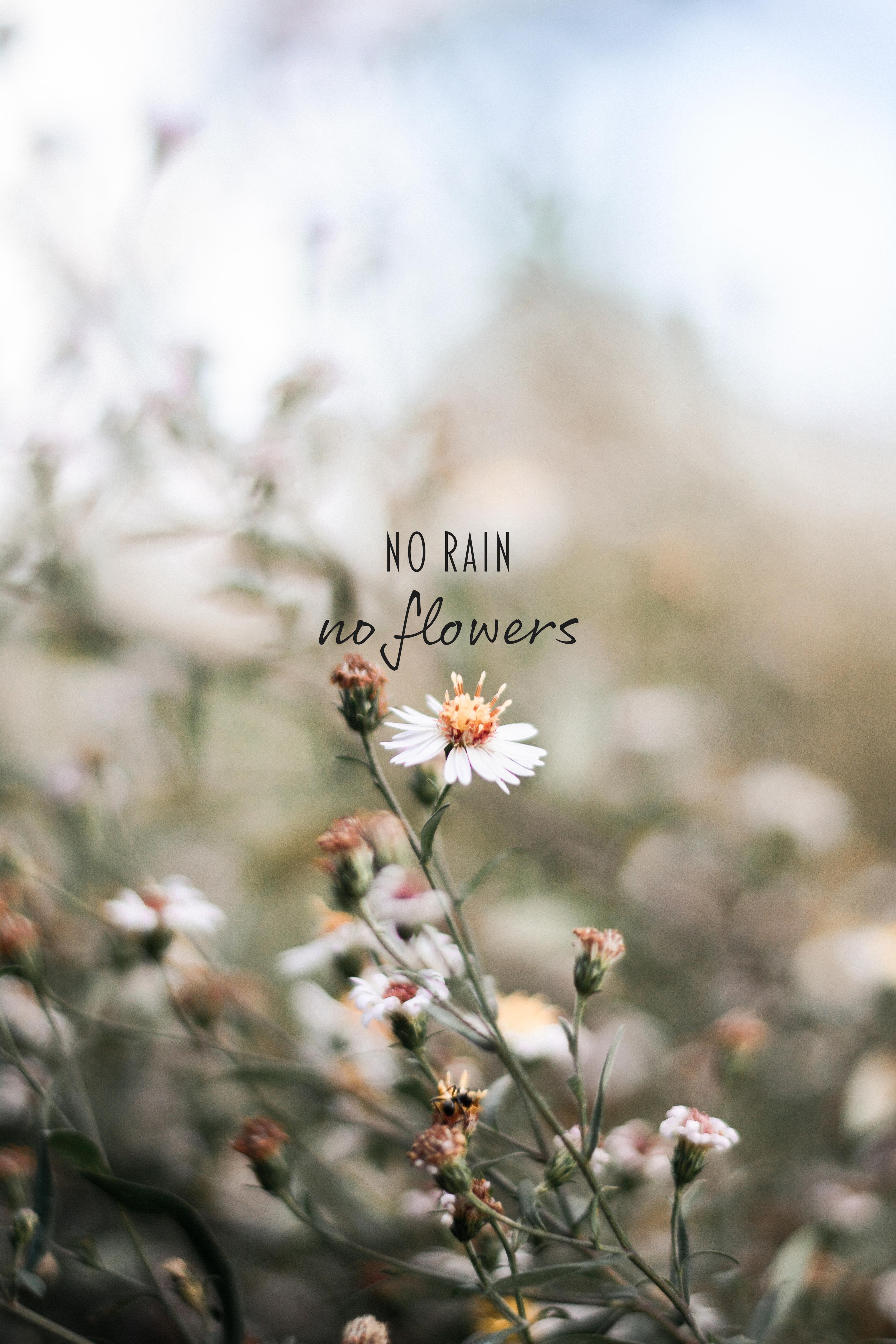 No Rain No Flowers Wallpapers Wallpaper Cave