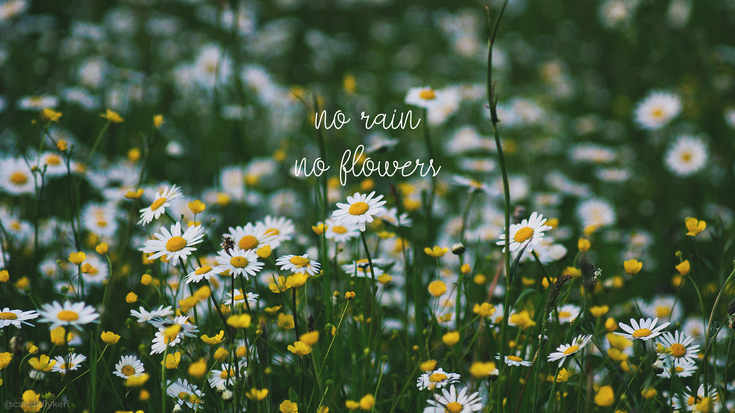 No Rain No Flowers Wallpapers Wallpaper Cave