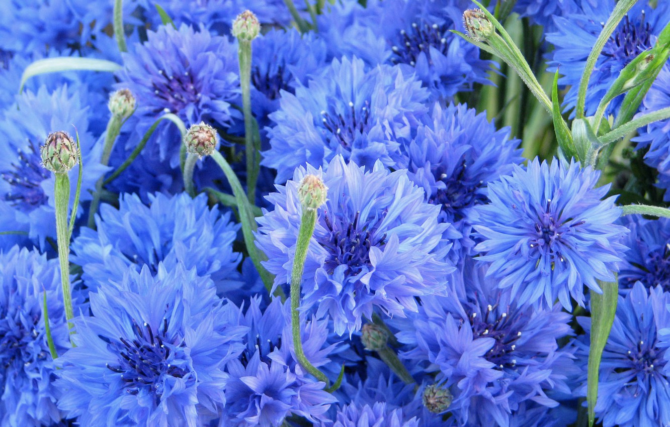 Cornflower Wallpapers Wallpaper Cave