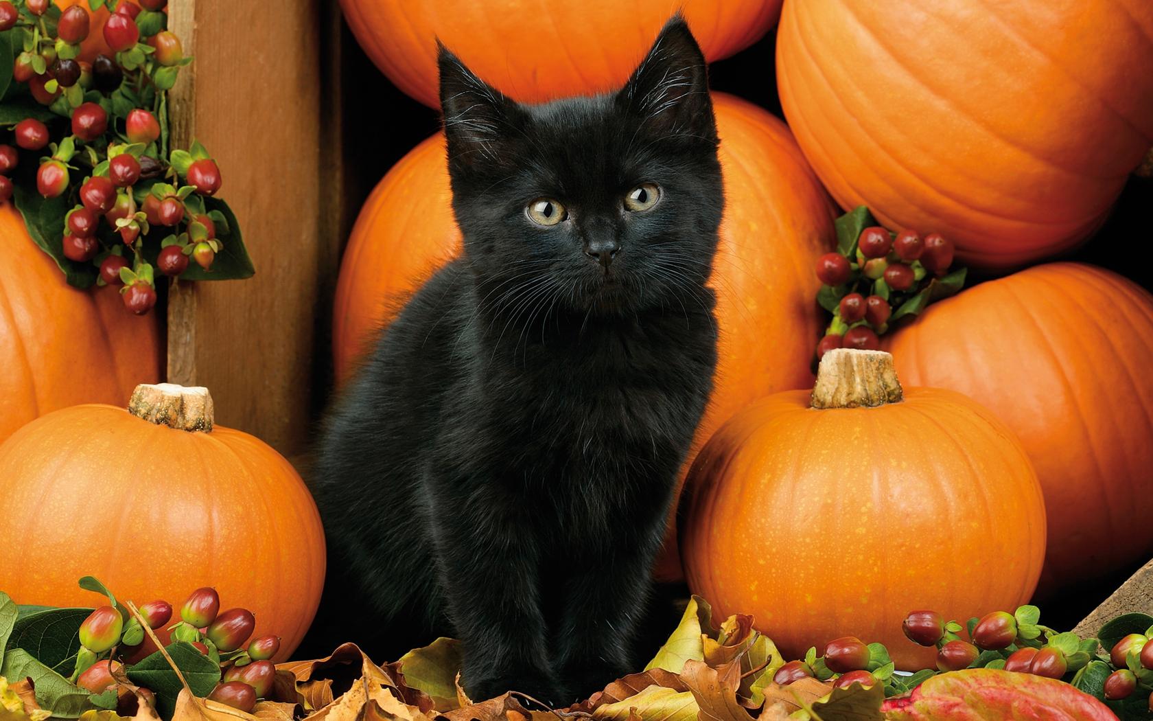 Pumpkin Cat Wallpapers Wallpaper Cave
