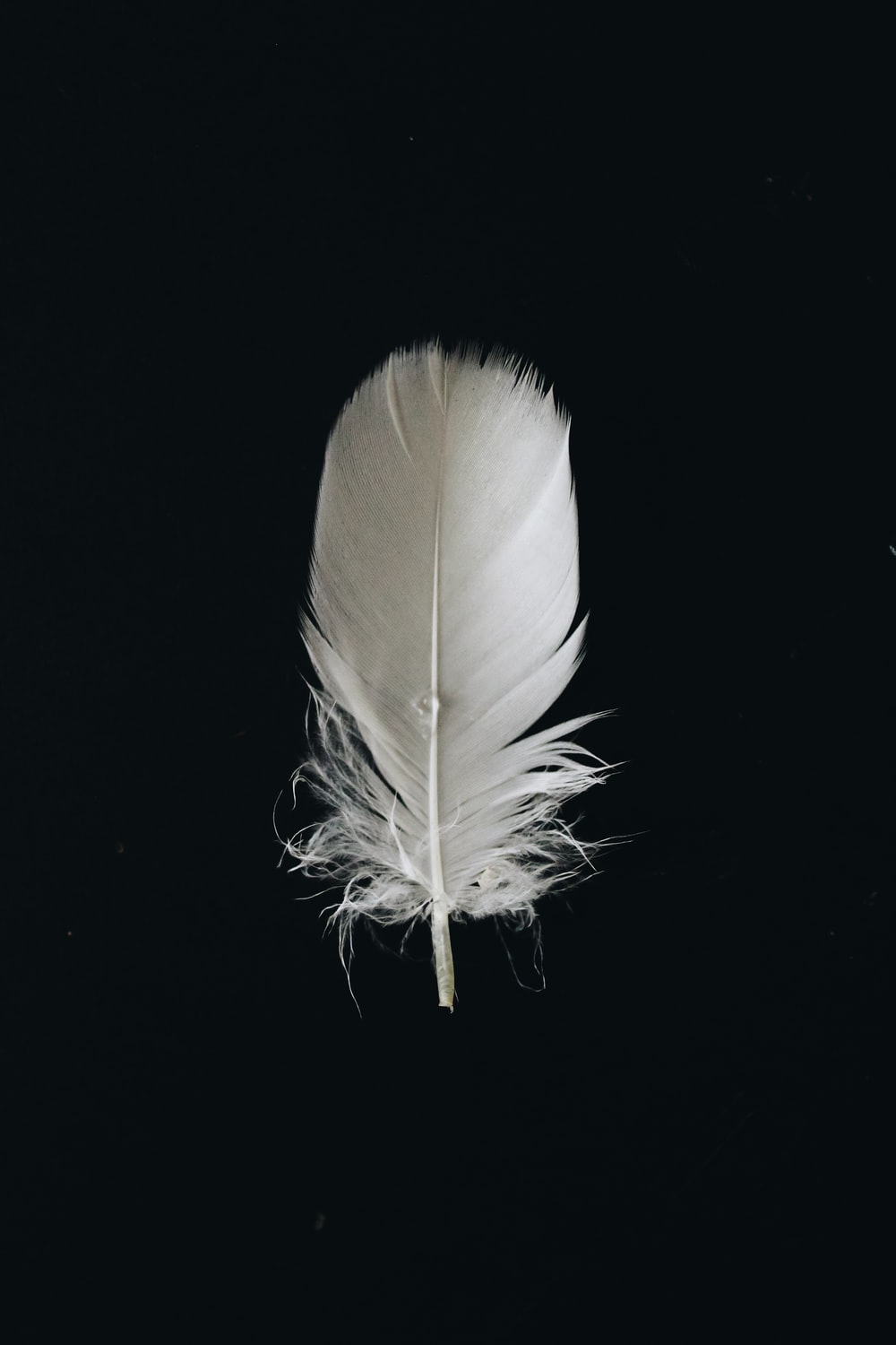 White Feather Wallpapers Wallpaper Cave