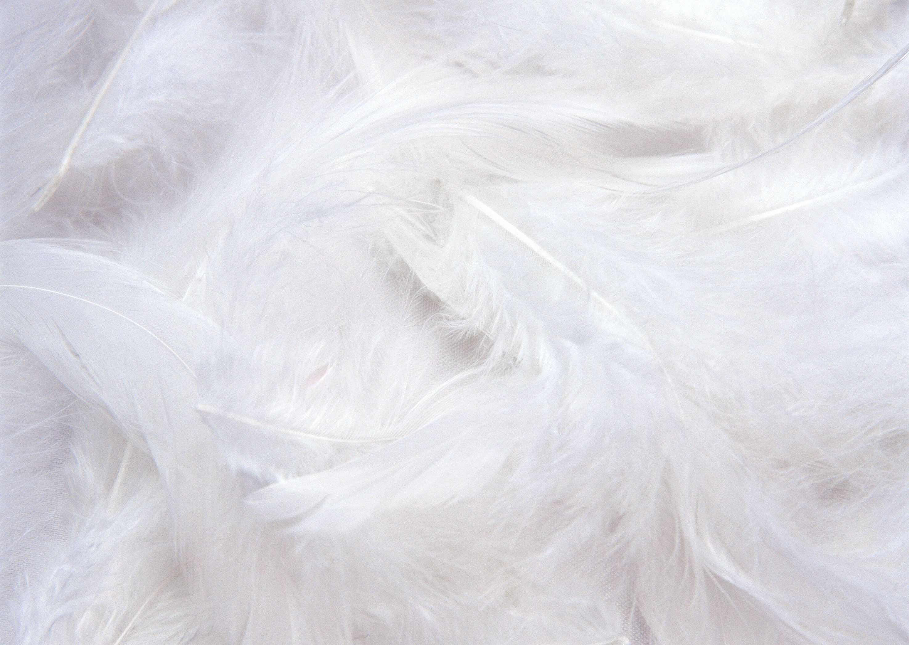 White Feather Wallpapers Wallpaper Cave