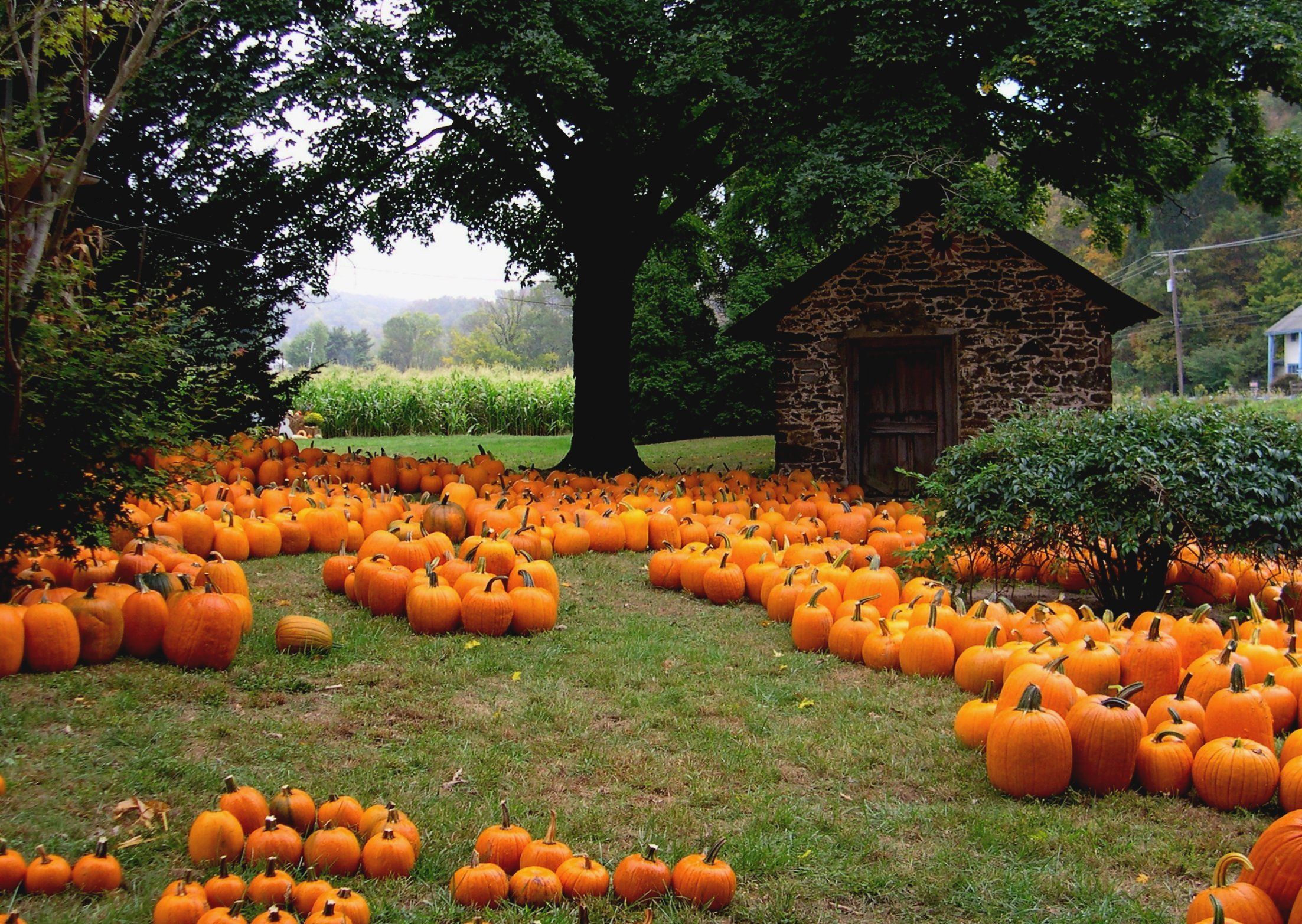 Halloween Farm Wallpapers Wallpaper Cave