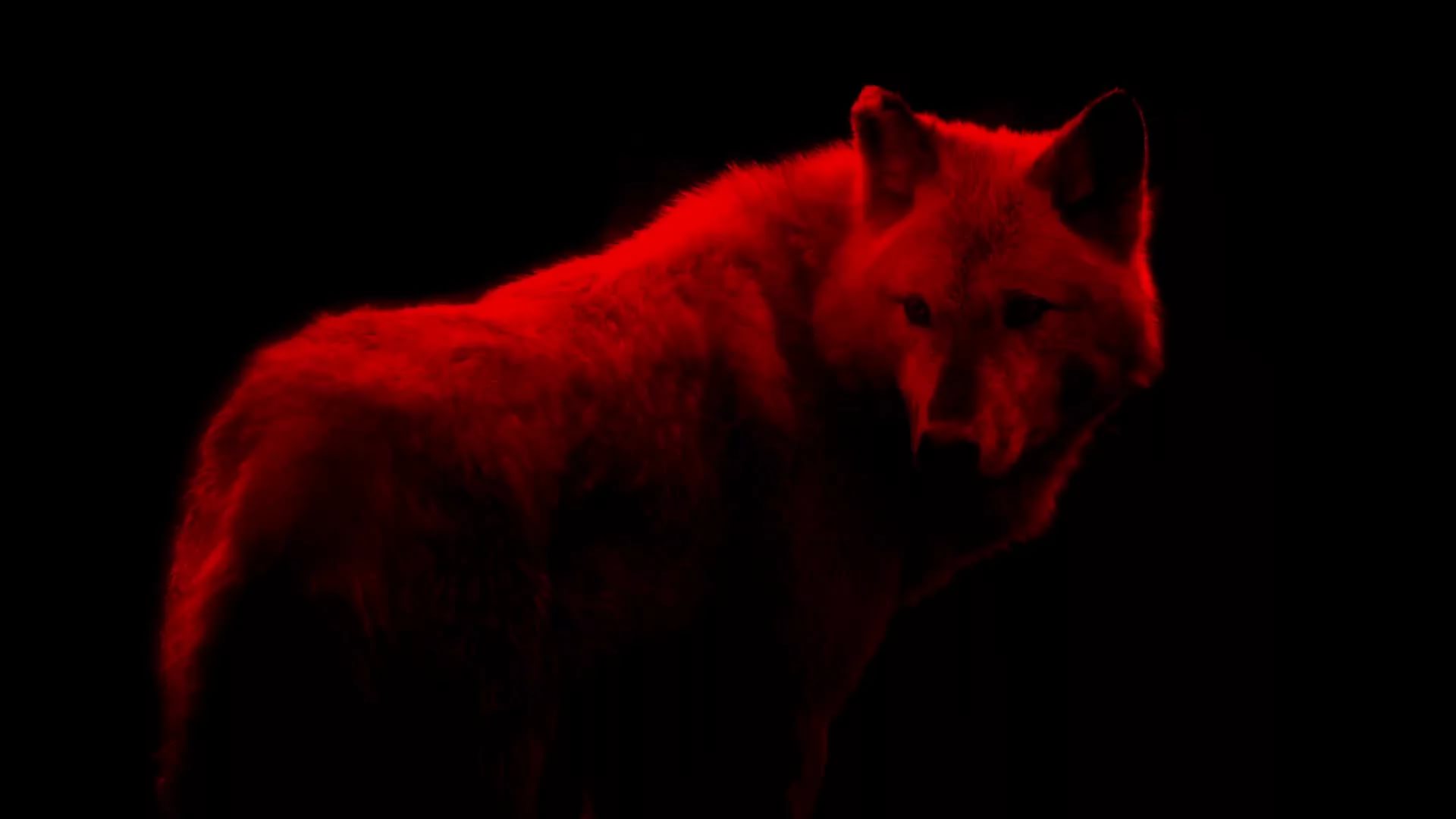 Red Wolves Wallpapers Wallpaper Cave