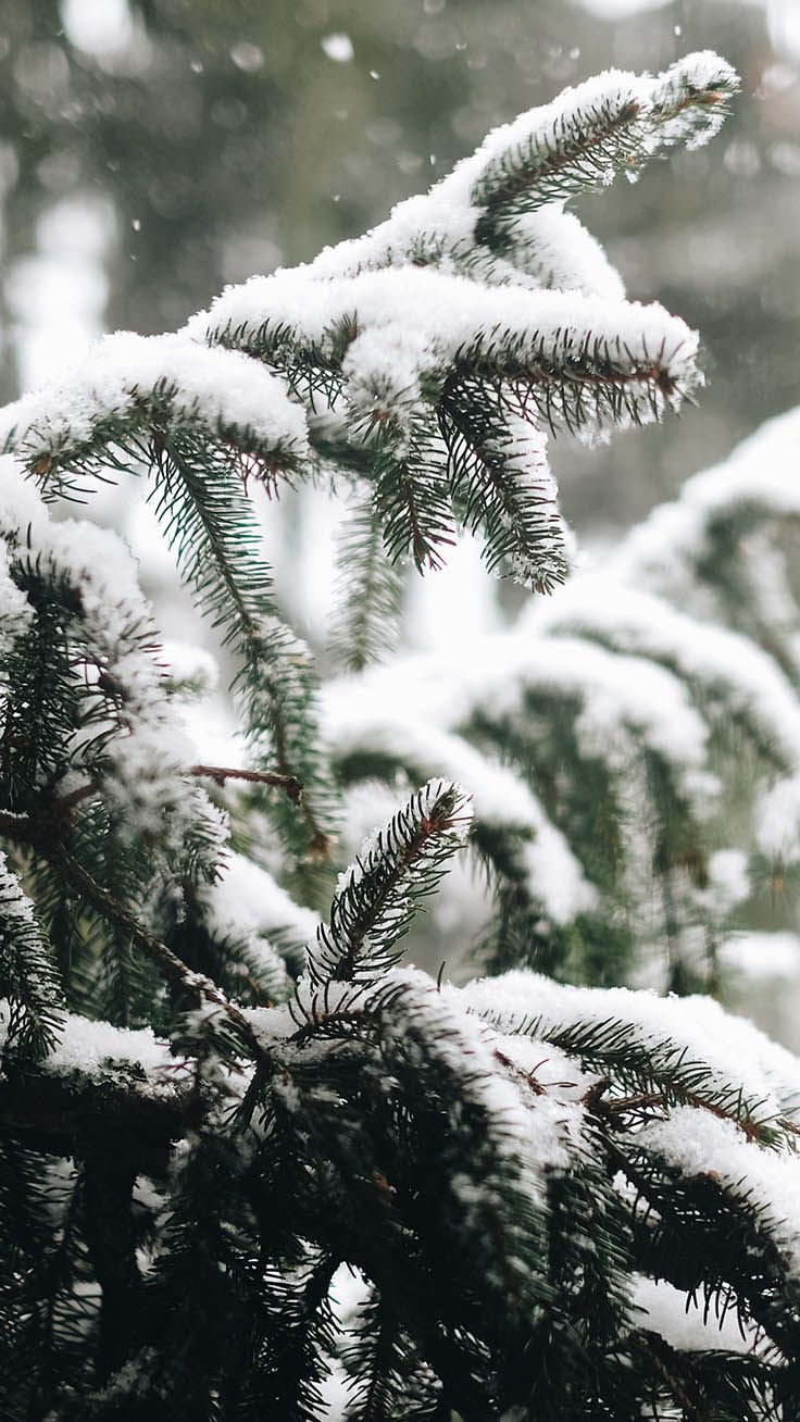 Winter Evergreen Forest Wallpapers Wallpaper Cave