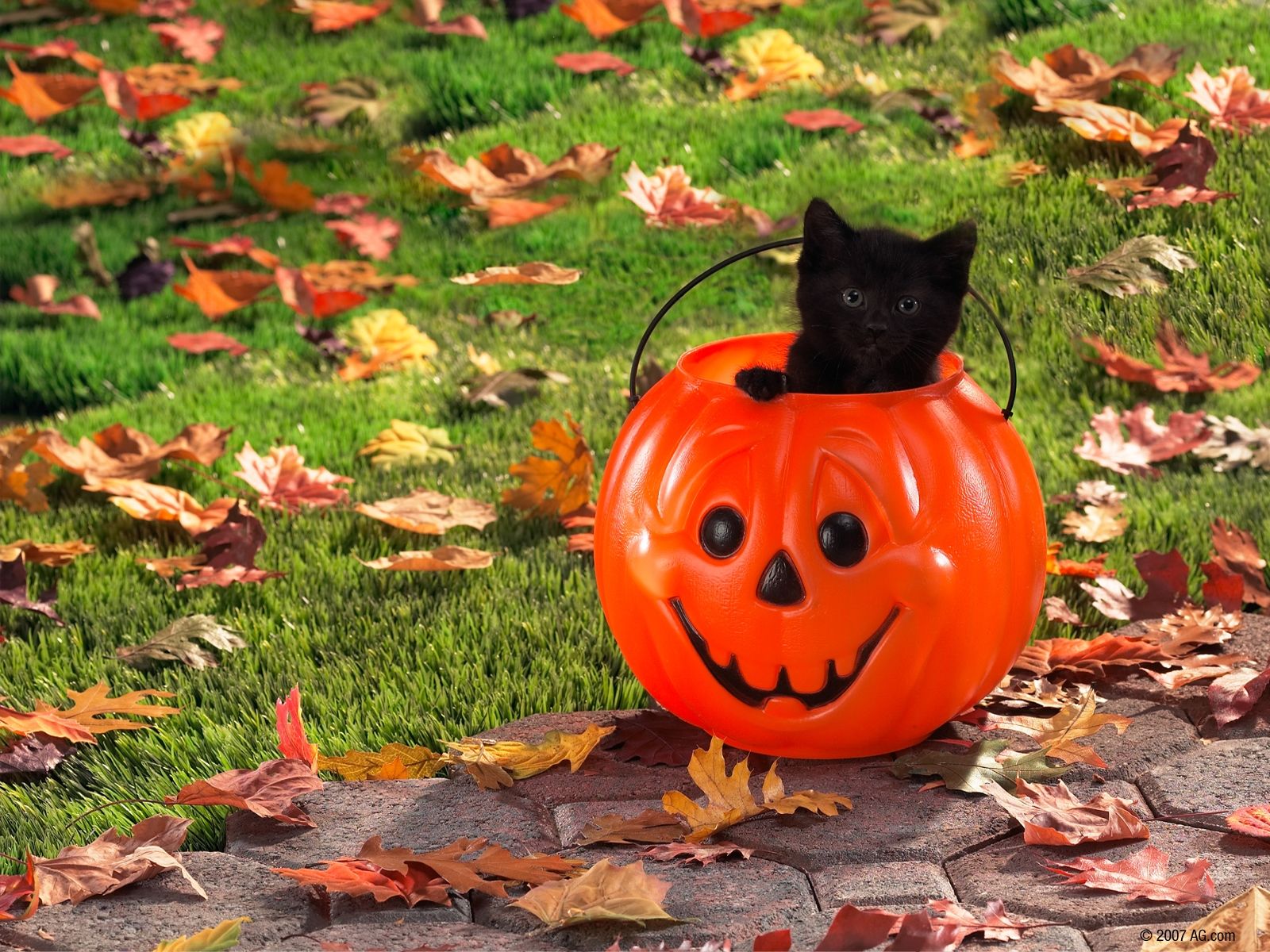 Black Cat Autumn Wallpapers Wallpaper Cave