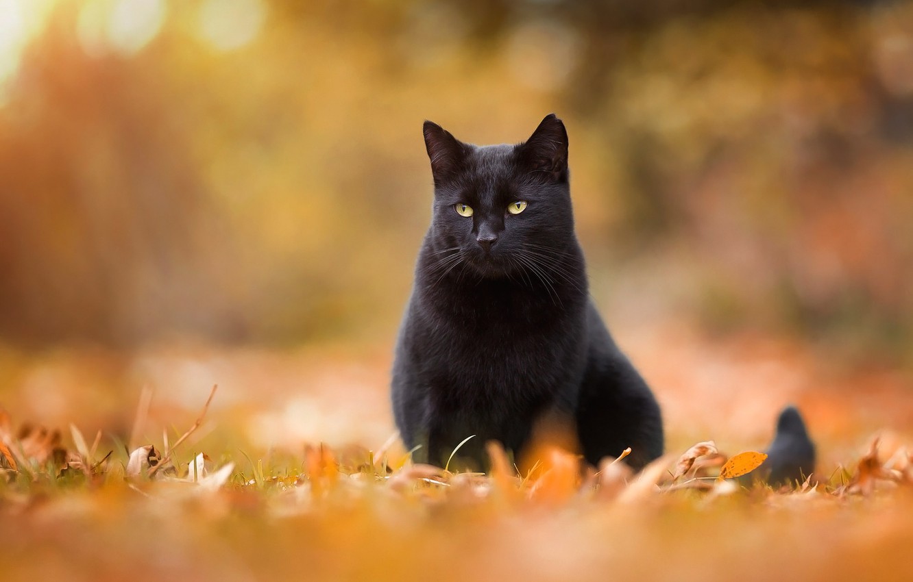 Black Cat Autumn Wallpapers Wallpaper Cave
