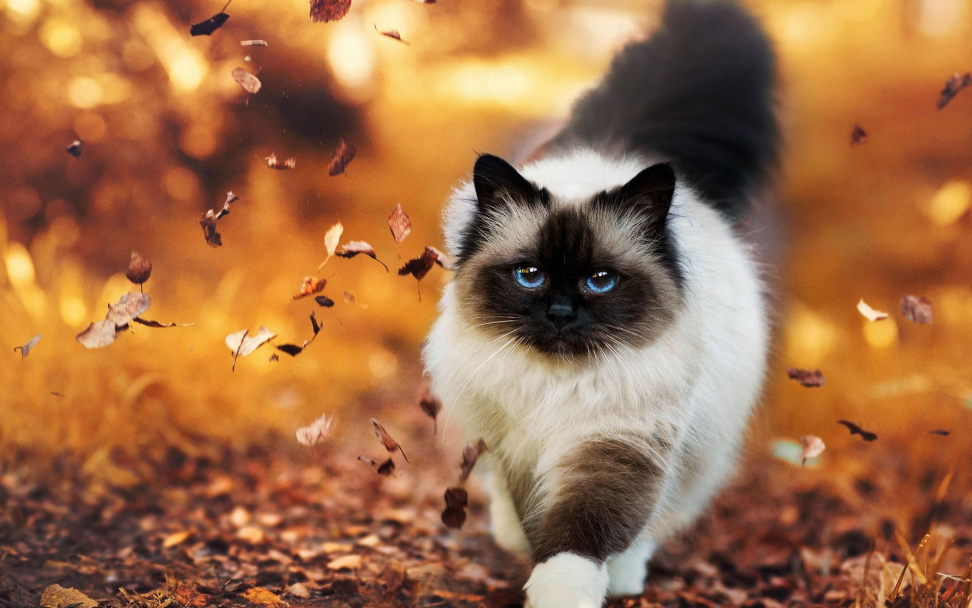 Black Cat Autumn Wallpapers Wallpaper Cave